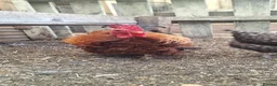 Chickens poultry for sale: Serama x frizzles Cockerells  - Advert 4