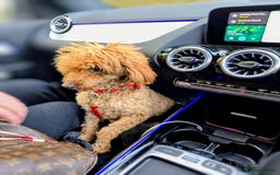 Miniature Poodle dogs for sale: MINIATURE POODLE PUPPIES.   - Advert 20