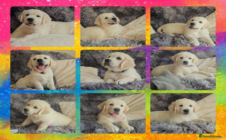 Golden Retriever dogs - Advert 2