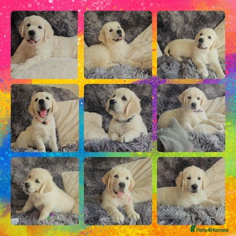 Golden Retriever dogs - Advert 1