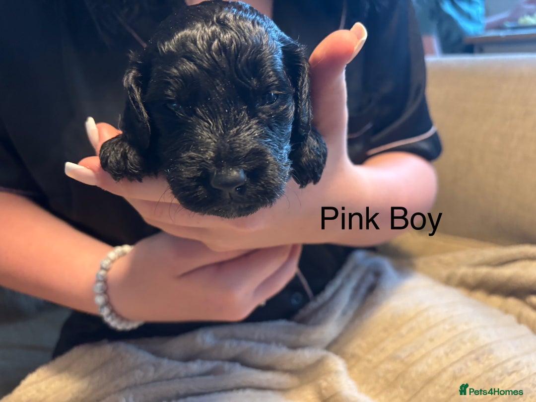 Goldendoodle dogs for sale: 12 Stunning Goldendoodles - Image 12