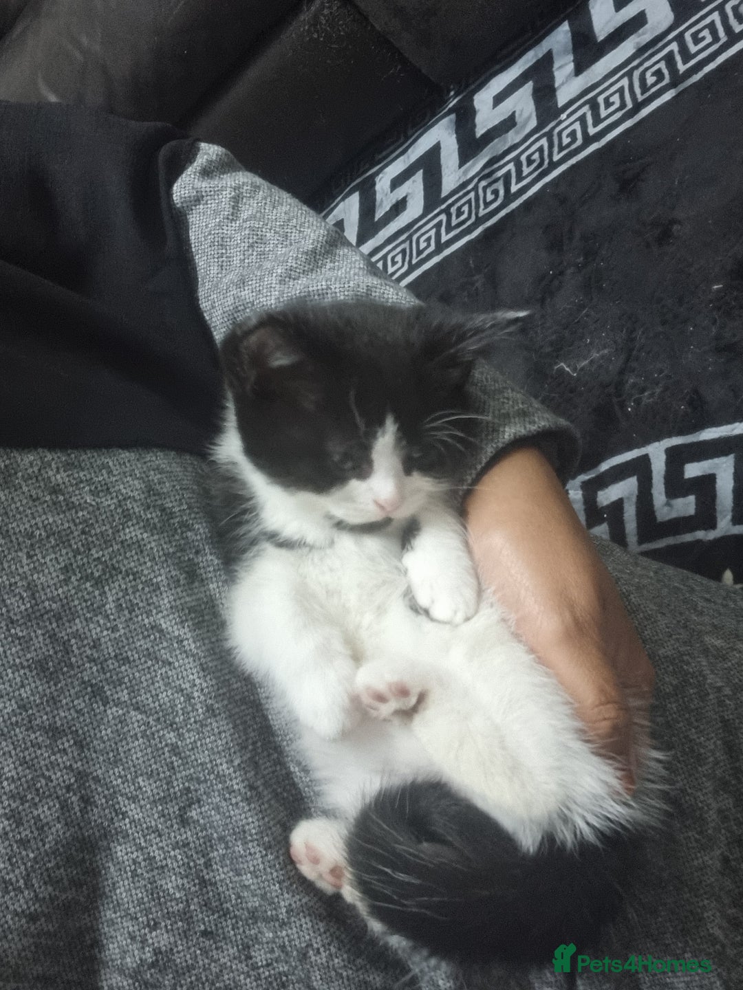 Mixed Breed cats for sale: Beautiful Littter of 4 kittens - Image 4