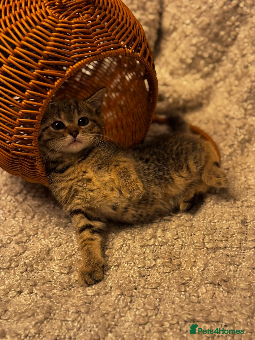 Scottish Fold cats for sale: ✨️5x Scottish Fold/Straight kittens READY TO GO ✨️ - Advert 6