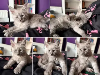 Maine Coon cats *One boy left!* TICA Registered Maine Coon Kittens - Advert 1