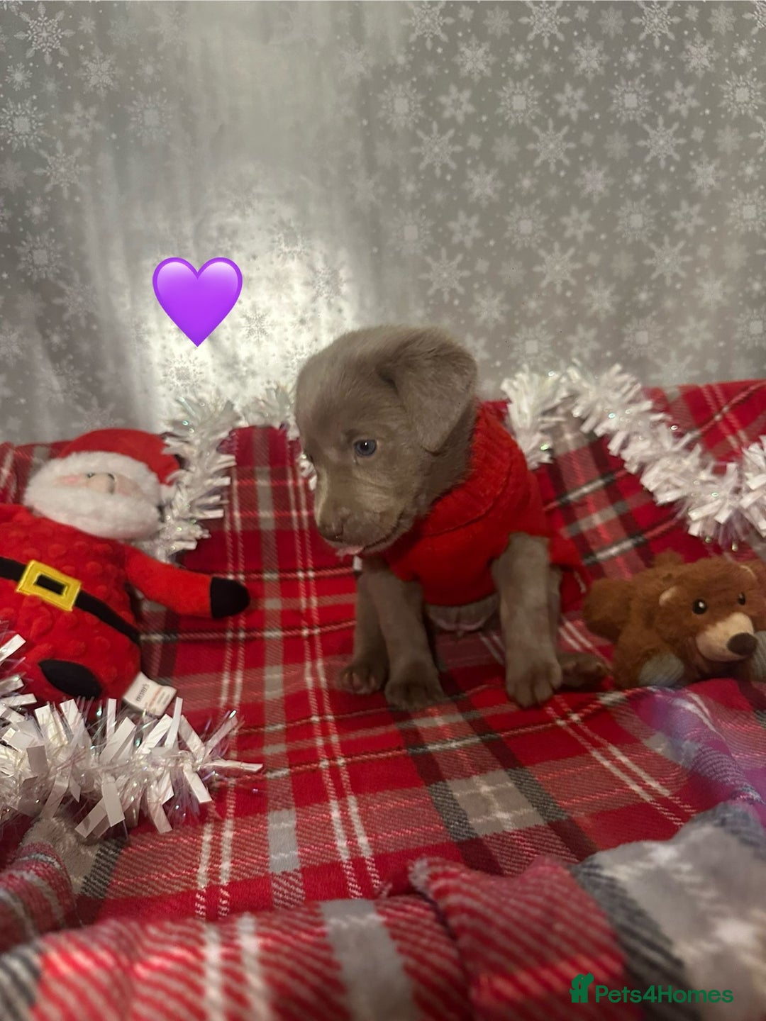 Labrador Retriever dogs for sale: !REDUCED! silver labrador's KC - Advert 18