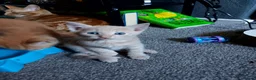 Mixed Breed cats for sale: Kittens looking for there forever homes - Advert 3