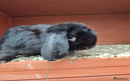 English Lop rabbits for sale: Two Rabbits, unneutured - Image 3