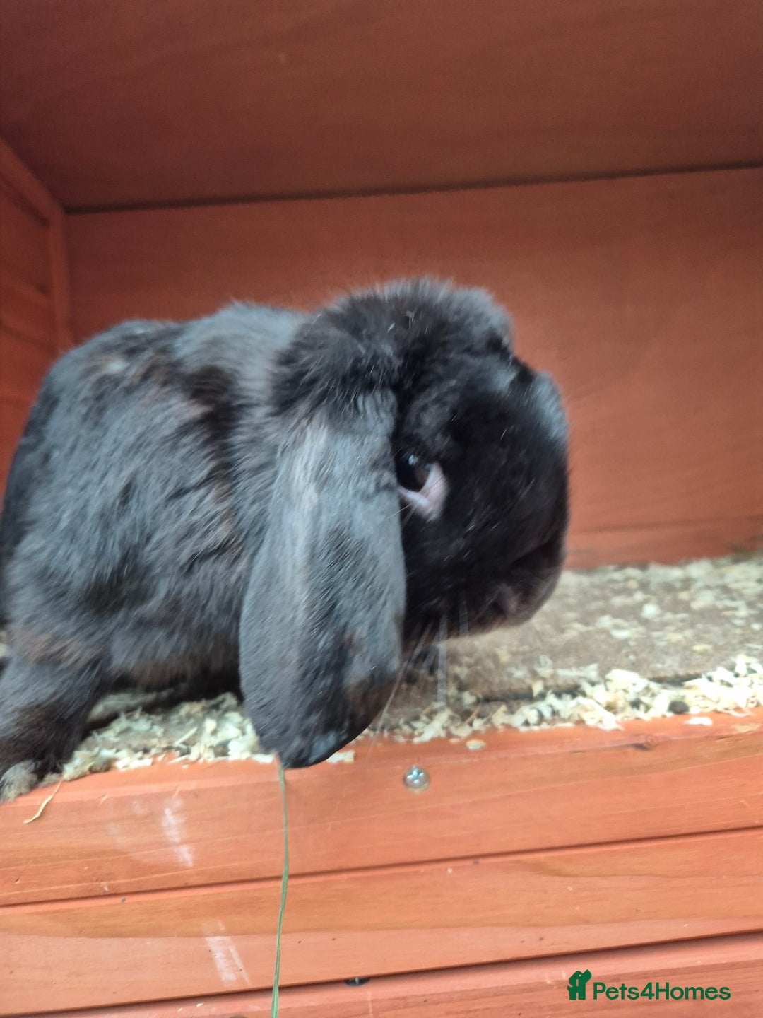 English Lop rabbits for sale: Two Rabbits, unneutured - Image 3