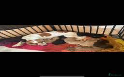 Cockapoo dogs for sale: 3 boy cockerpoos for sale  - Image 12