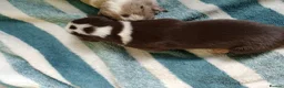 Border Collie dogs for sale: Border collie pups - Advert 9