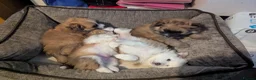 Pomeranian dogs for sale: Beautiful Pomeranian Puppies Ready Now in Nottingham - Advert 20