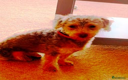 Yorkiepoo dogs for adoption: M.&K. - two inseparable friends for a Loving Home - Image 10