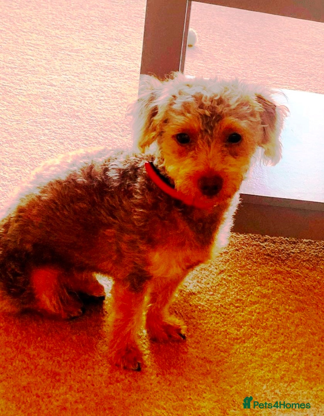 Yorkiepoo dogs for adoption: M.&K. - two inseparable friends for a Loving Home - Image 10