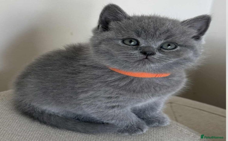 British Shorthair cats - Advert 12