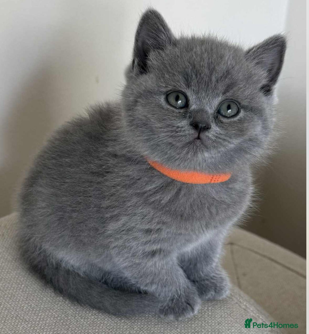 British Shorthair cats for sale: Beautiful Female BSH  - Image 1