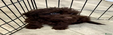 Cockapoo 3