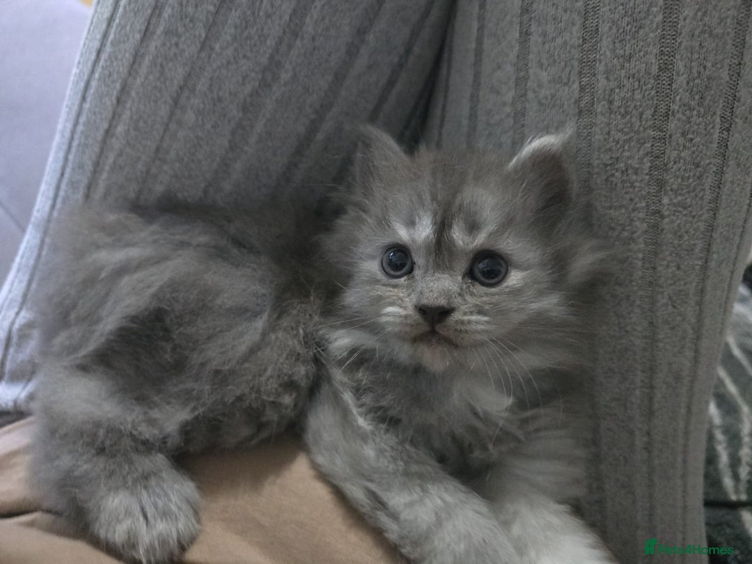 Persian cats for sale: 3 stunning Persian kittens ready now.  - Advert 32