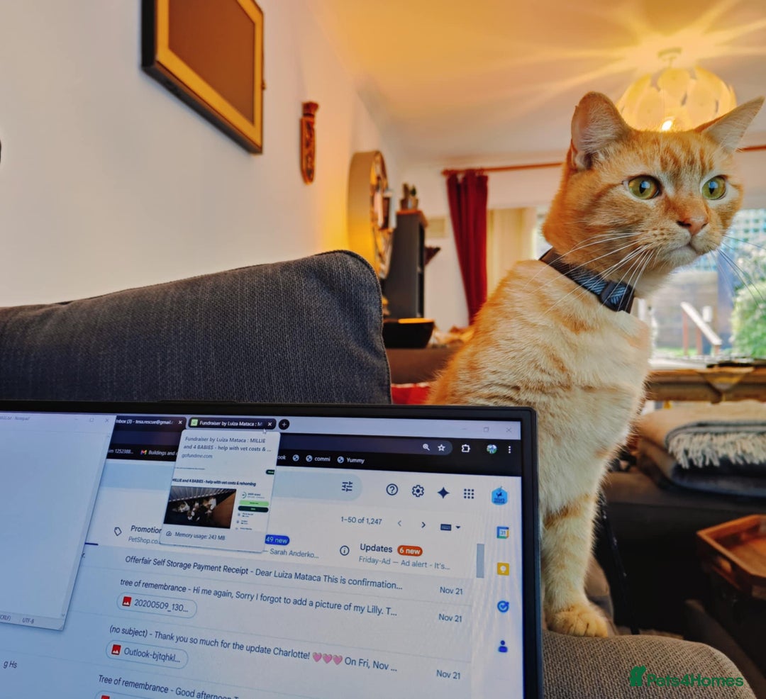 Domestic Shorthair cats for adoption: Handsome boy in need of perfect forever home - Advert 2