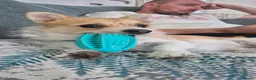 Mixed Breed dogs for sale: Two beautiful puppies ready for their forever home in Newport - Advert 3