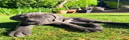Cane Corso dogs for sale: Cane Corso puppies (1 female left)  - Advert 24