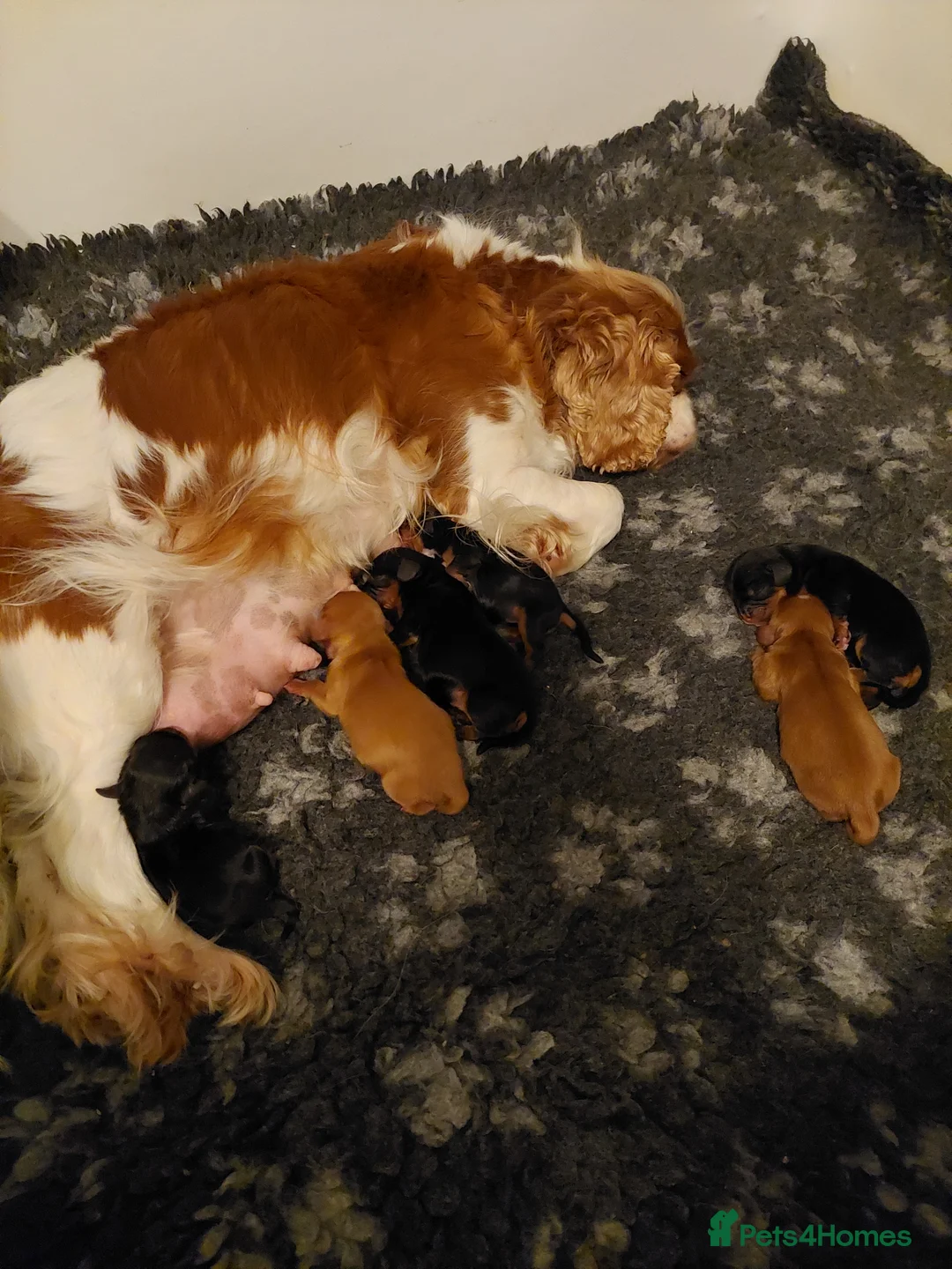 Cavalier King Charles Spaniel dogs for sale: KC Reg Cavalier king Charles Spaniel puppies - Advert 2