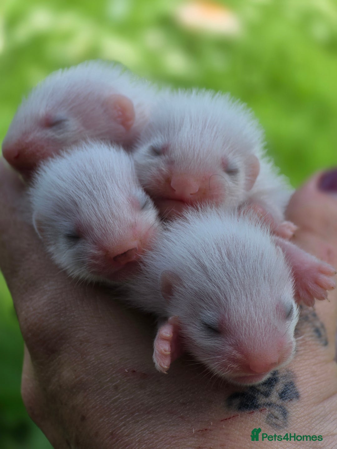 Ferret rodents for sale: Ferrets - Image 6
