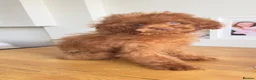 Miniature Poodle dogs for sale: Toy Asian poodle girl  - Advert 14