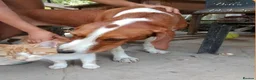 Mixed Breed dogs for adoption: Bella, 5 years approx. Available for adoption. in Brixham - Advert 10