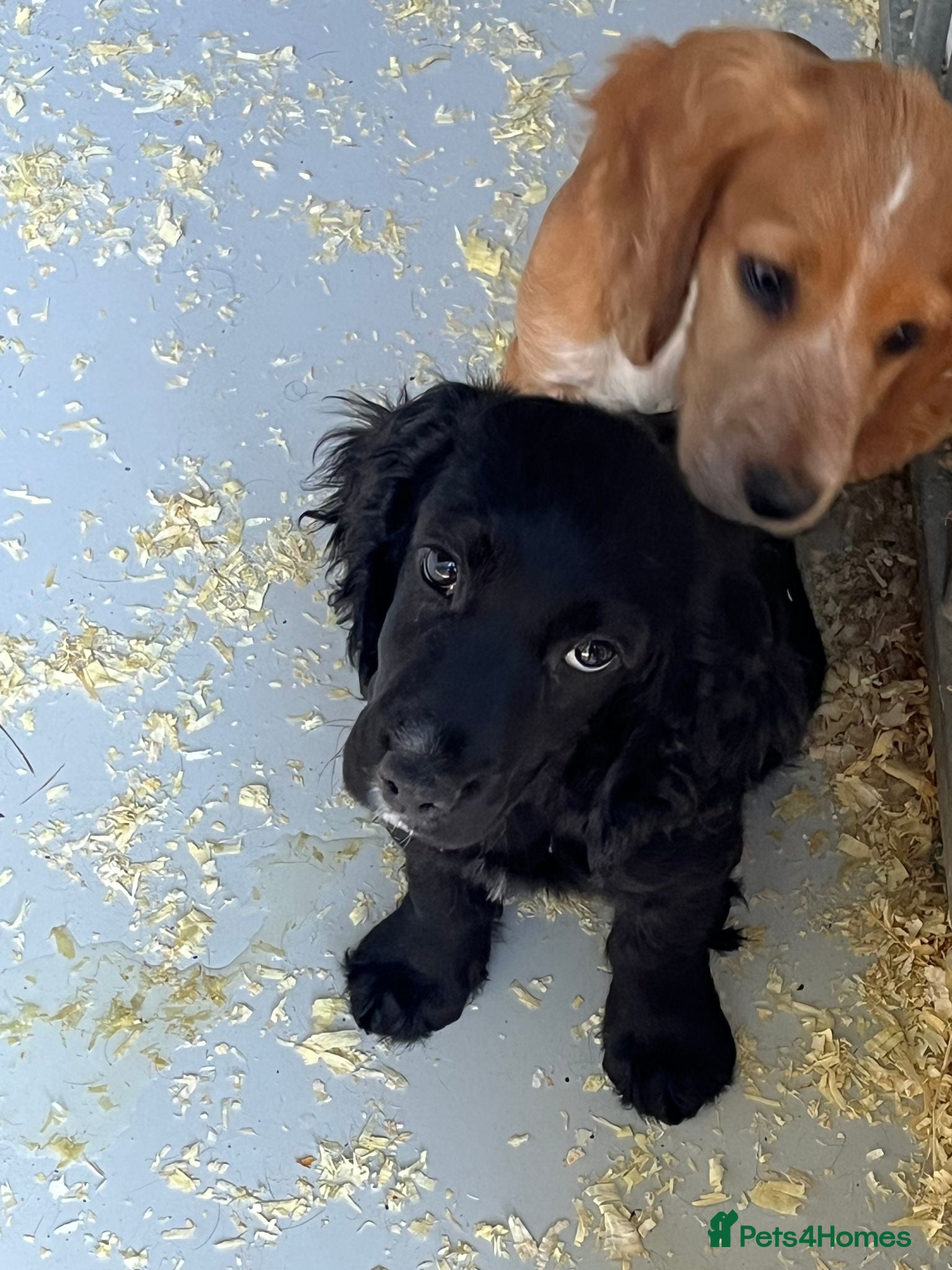 Cocker Spaniel dogs Stunning KC WCS pups - Advert 1