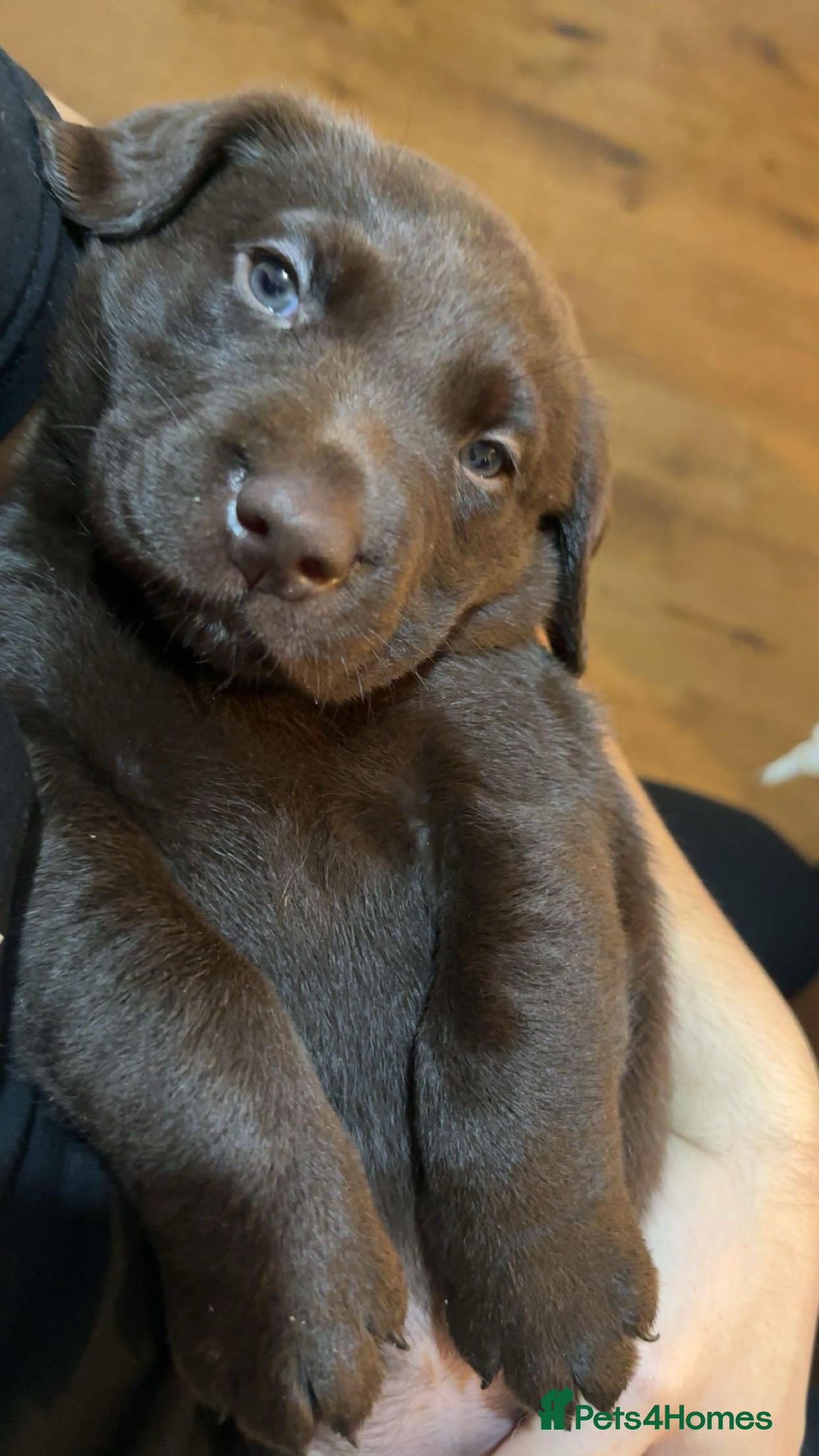 Labrador Retriever dogs  KC Bloodline Labrador Retriever Puppies  - Advert 18