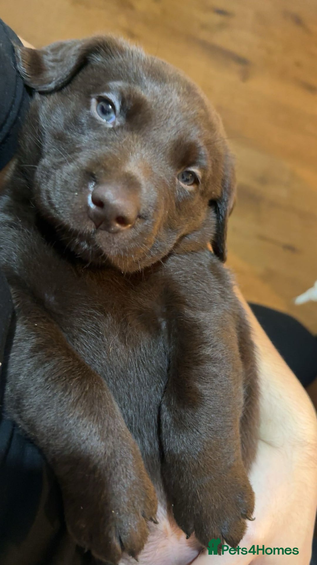 Labrador Retriever dogs for sale:  KC Bloodline Labrador Retriever Puppies  - Advert 1