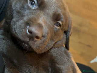 Labrador Retriever dogs KC Bloodline Labrador Retriever Puppies - Advert 9