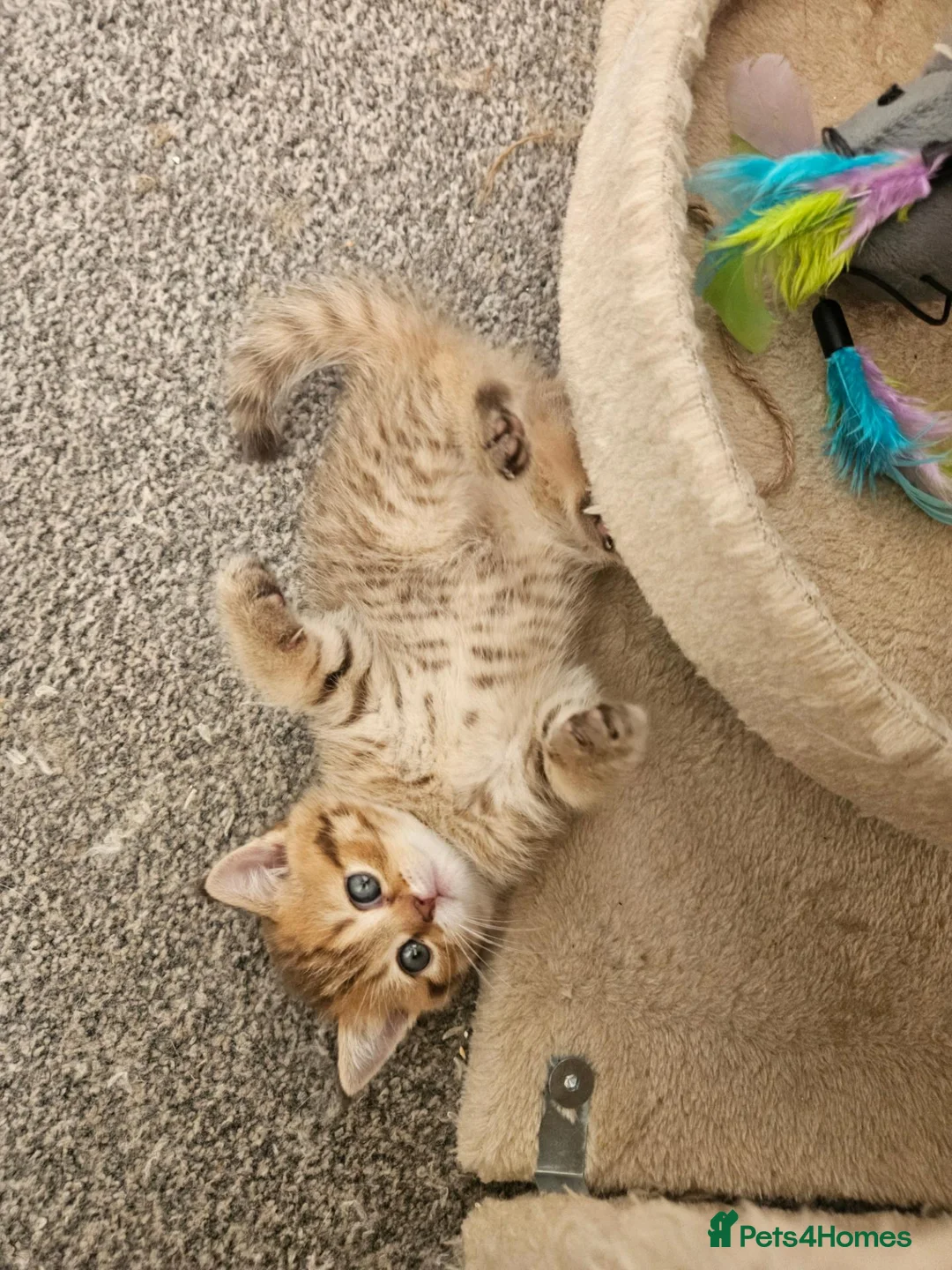 British Shorthair cats for sale: British Shorthair kittens!  - Advert 2