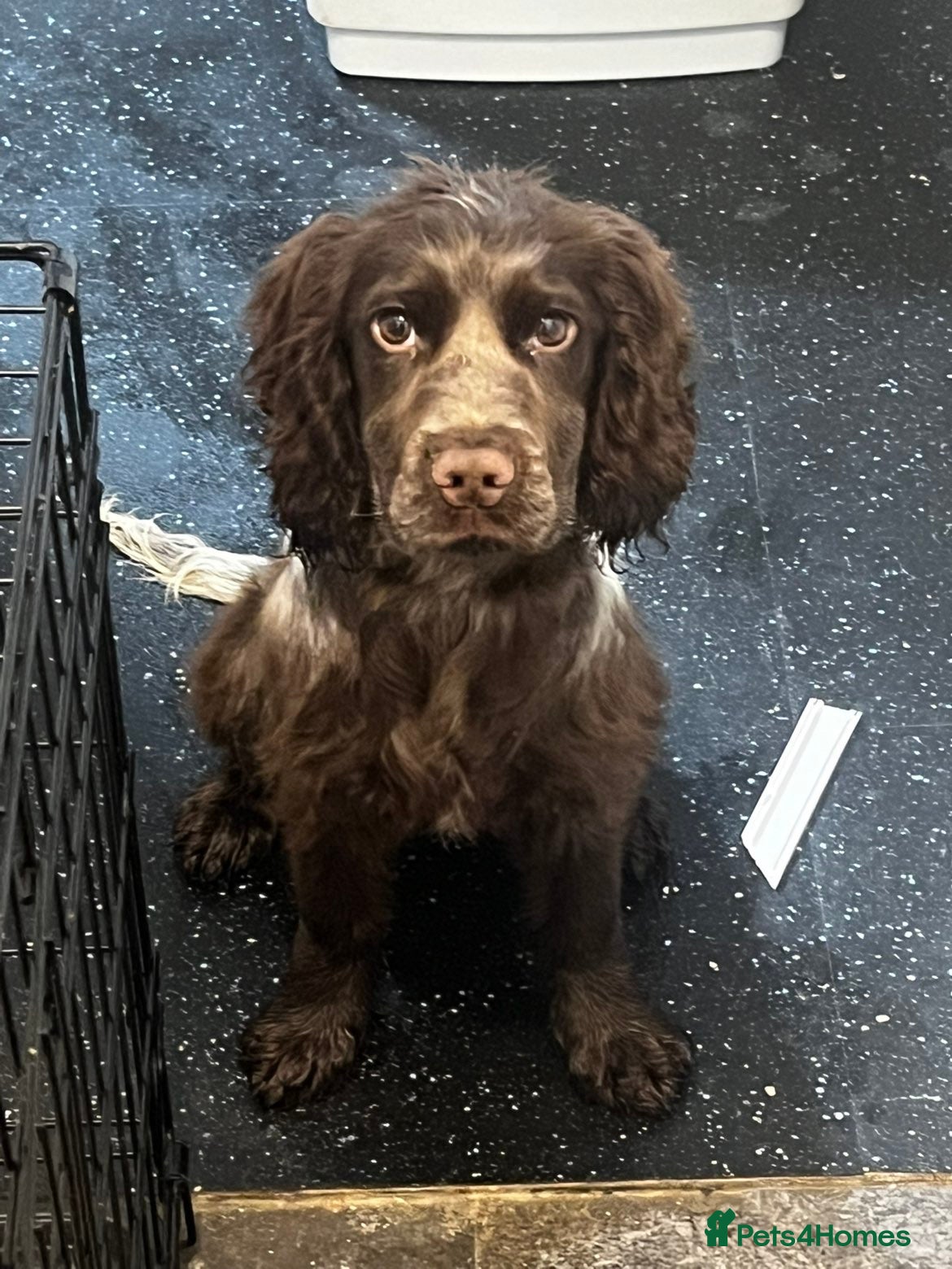 Cocker Spaniel dogs Cocker spaniel  in Mold - Advert 1