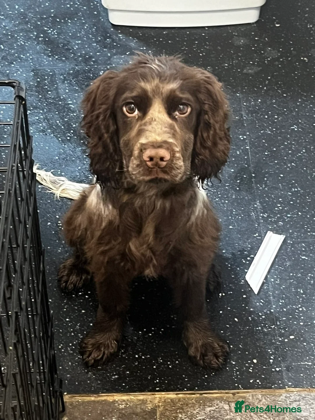 Cocker Spaniel dogs for sale: Cocker spaniel  in Mold - Advert 1