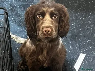 Cocker Spaniel dogs Cocker spaniel in Mold - Advert 1