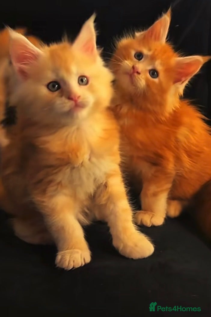 Maine Coon cats Maine Coon Kittens  - Advert 13