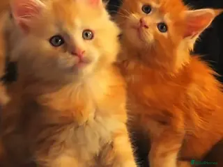 Maine Coon cats Maine Coon Kittens - Advert 13