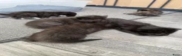 Mixed Breed cats for sale: Black male kitten looking for forever home! - Advert 10