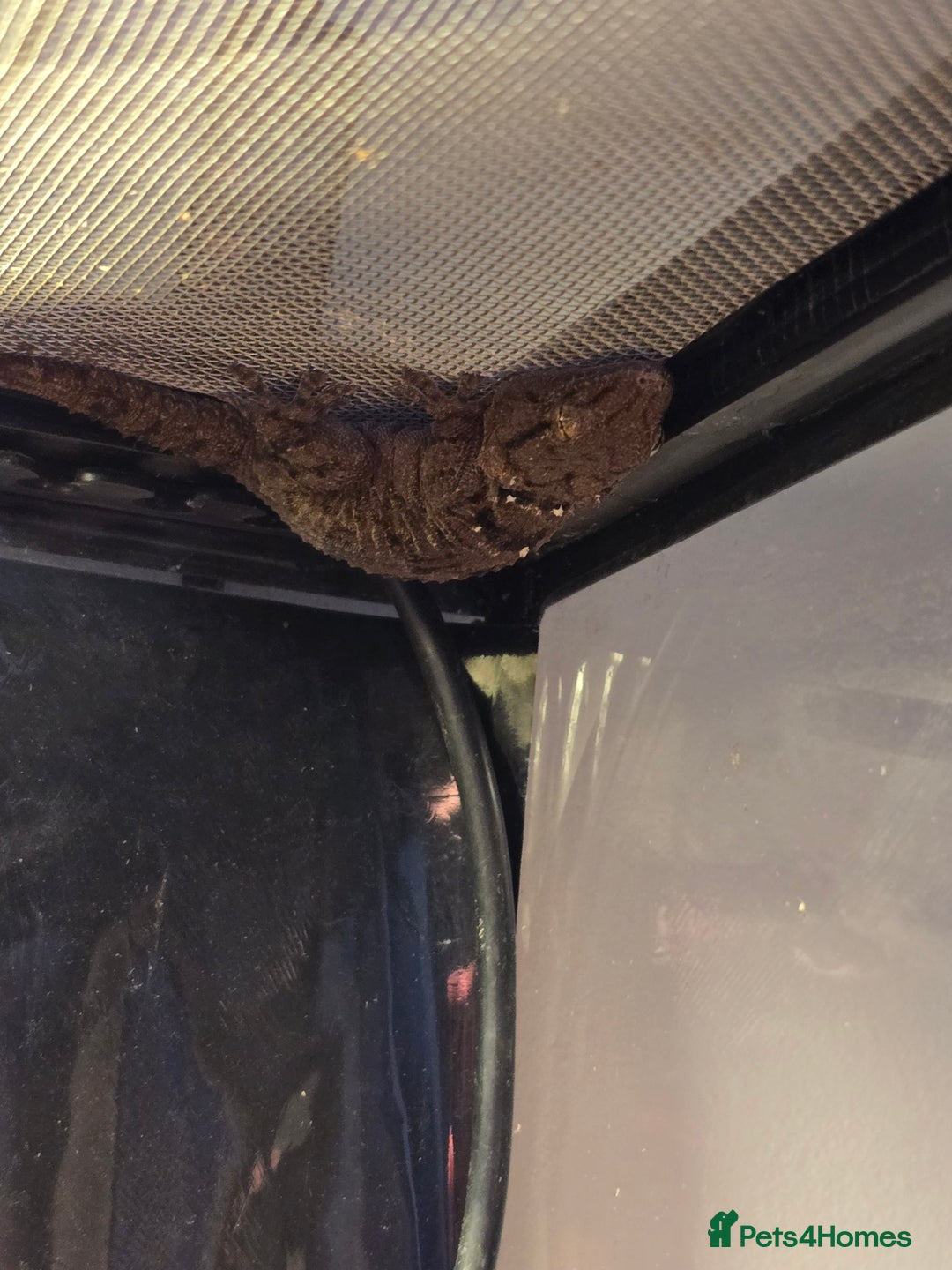 Gecko reptiles for sale: Crocodile Gecko and Vivarium for sale £130 - Advert 22