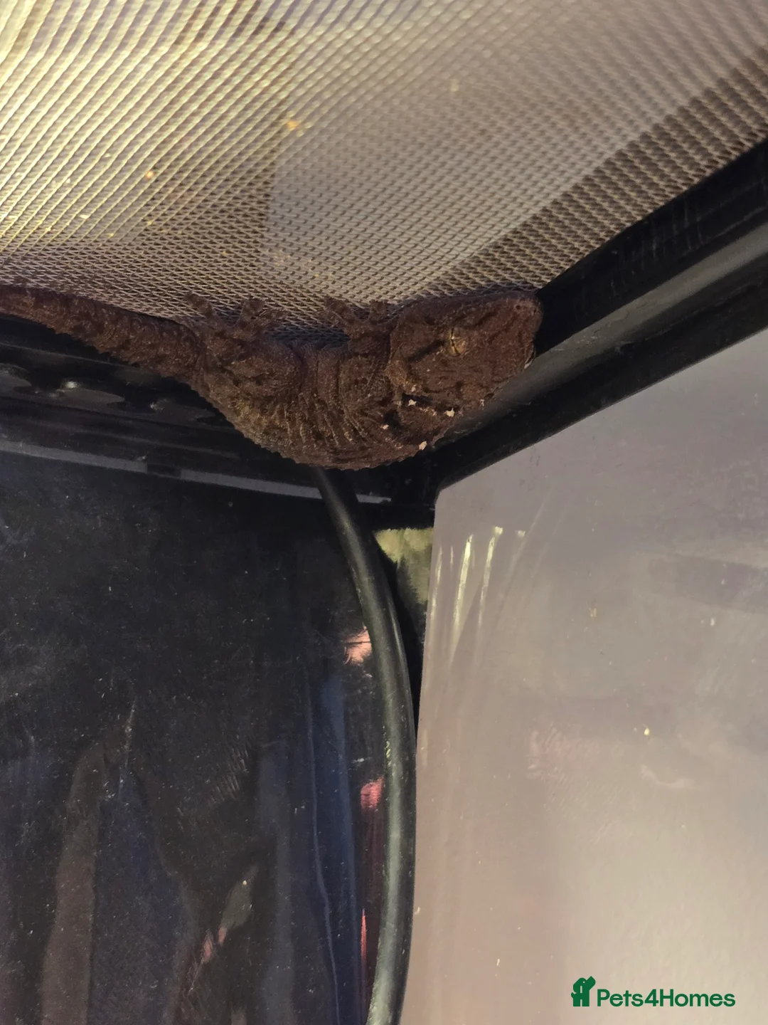 Gecko reptiles for sale: £110. Female Crocodile Gecko and Vivarium for sale - Advert 22