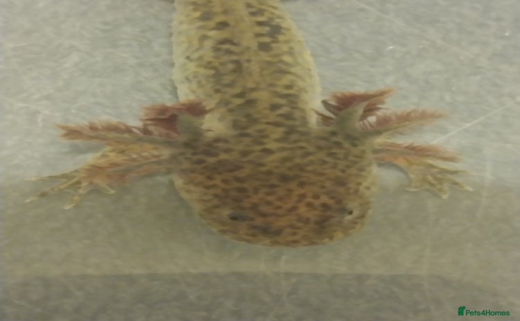 Axolotl reptiles - Advert 7