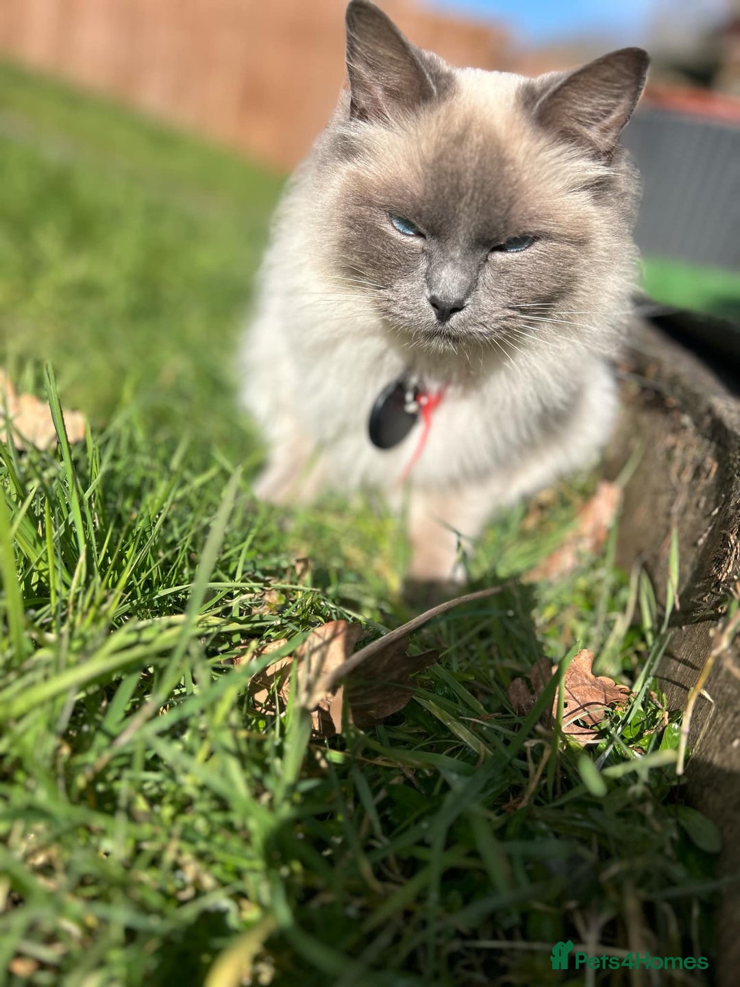 Ragdoll cats for sale: Female ragdoll  - Advert 5