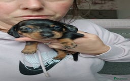 Miniature Dachshund dogs for sale: Miniature Dachshund Puppies – Short-Haired - £1000 - Image 3