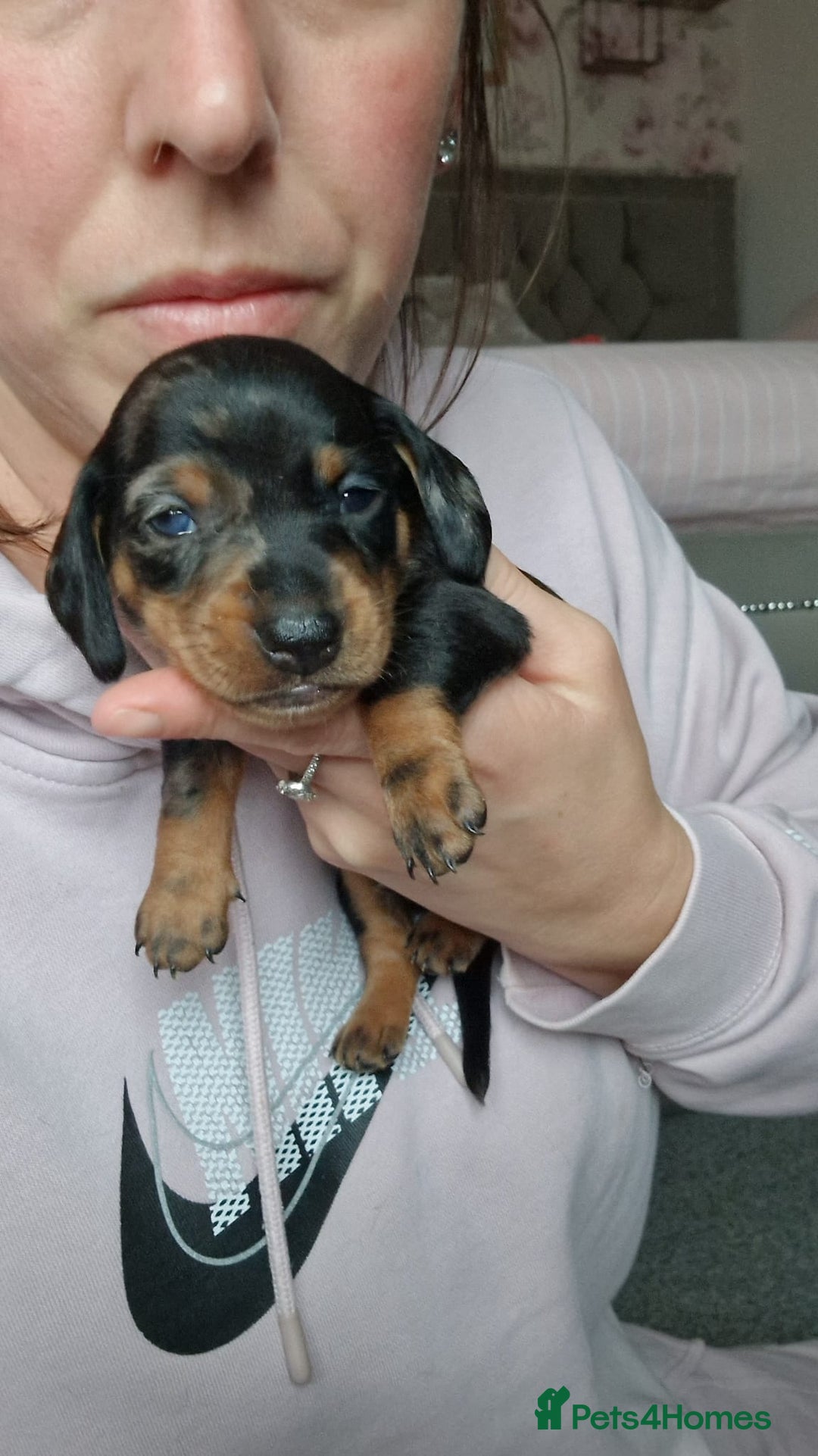 Miniature Dachshund dogs for sale: Miniature Dachshund Puppies – Short-Haired - £1000 - Image 3