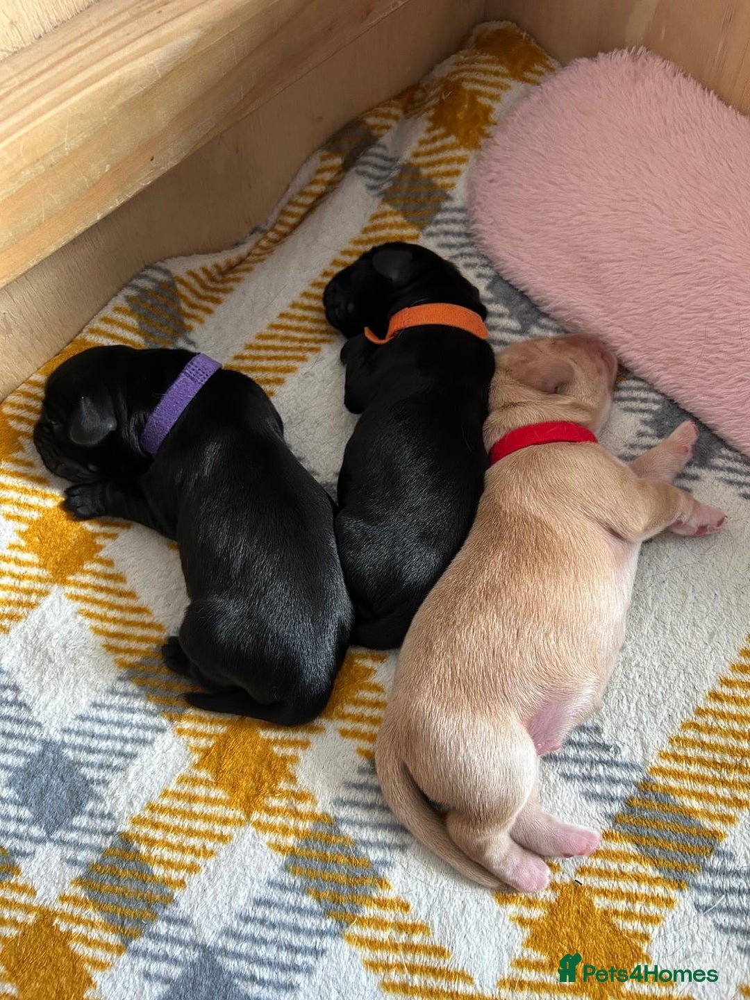 Cockerdor dogs for sale: Cockador Puppies for sale - Image 30