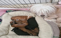 Chinese Crested dogs for sale: Boys £1300, girls £1600 - Image 6