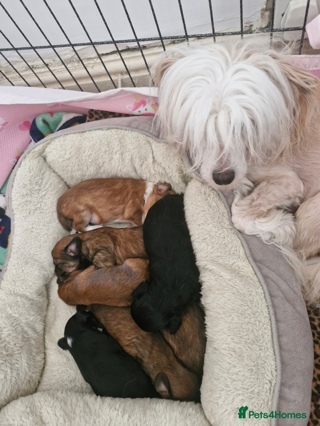 Chinese Crested dogs for sale: Boys £1300, girls £1600 - Image 6