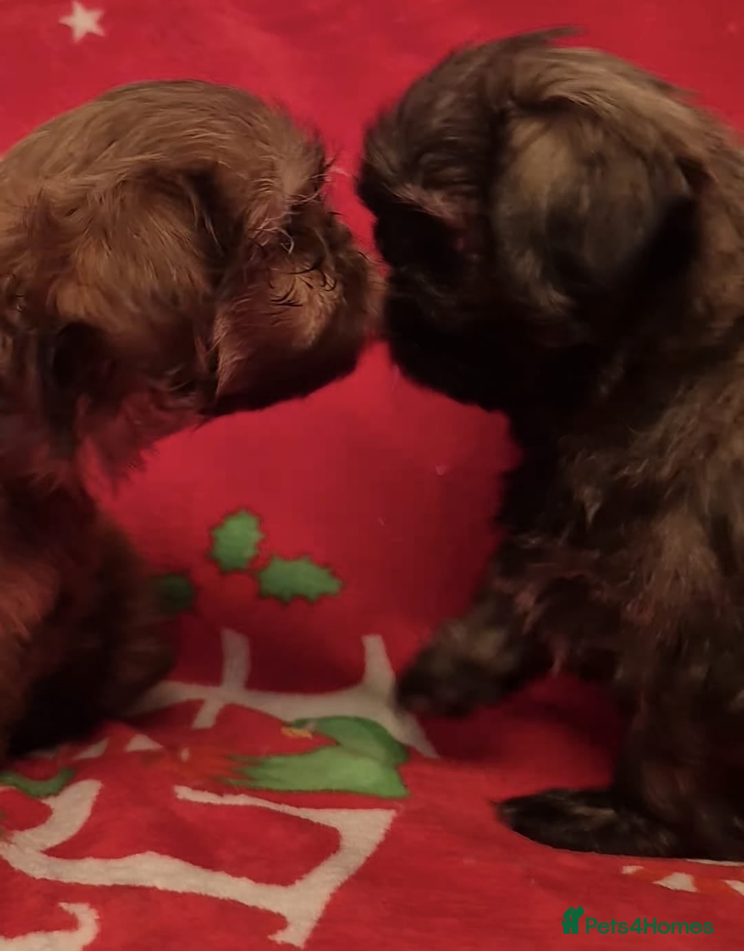 Shih Tzu dogs for sale: Imperial Shih Tzu- 1 beautiful girl❤️  - Advert 4