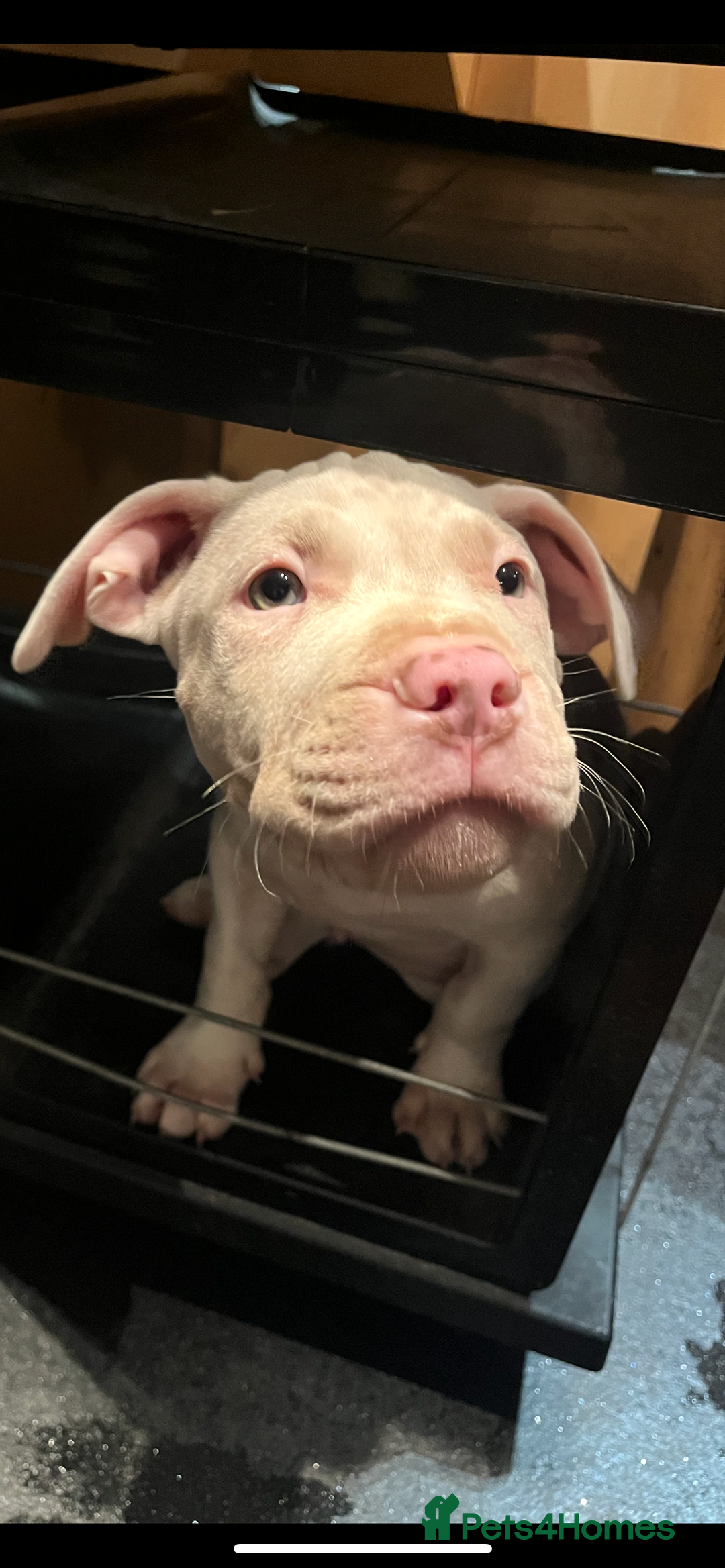 Mixed Breed dogs for sale: 2 white boys available  Ready to leave now - Image 5